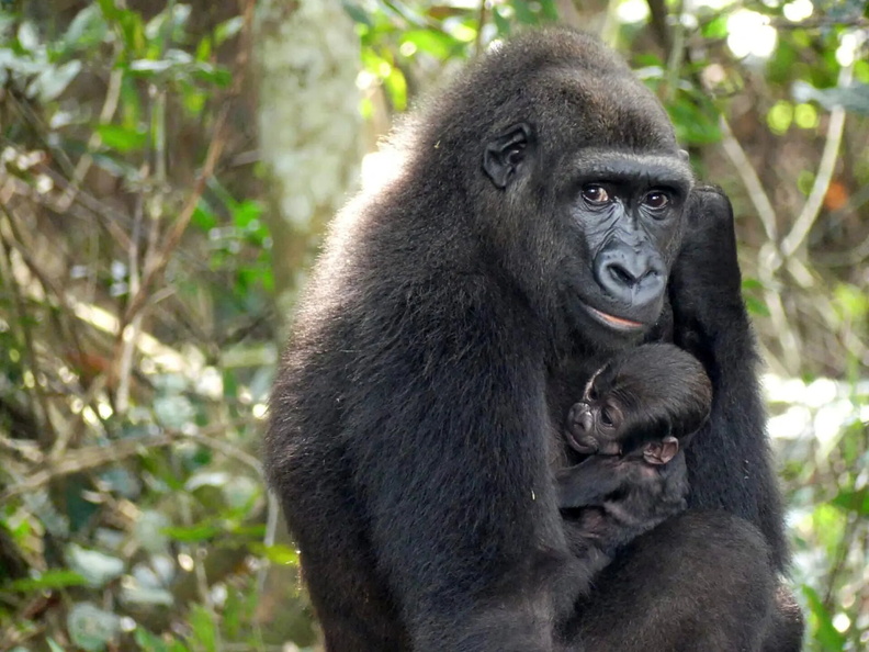 Baby Gorilla is cradled by its mother, Mayombe, in the Bateke Plateau, south-east Gabon